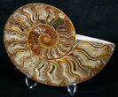 Cut and Polished Ammonite Pair #6188-2